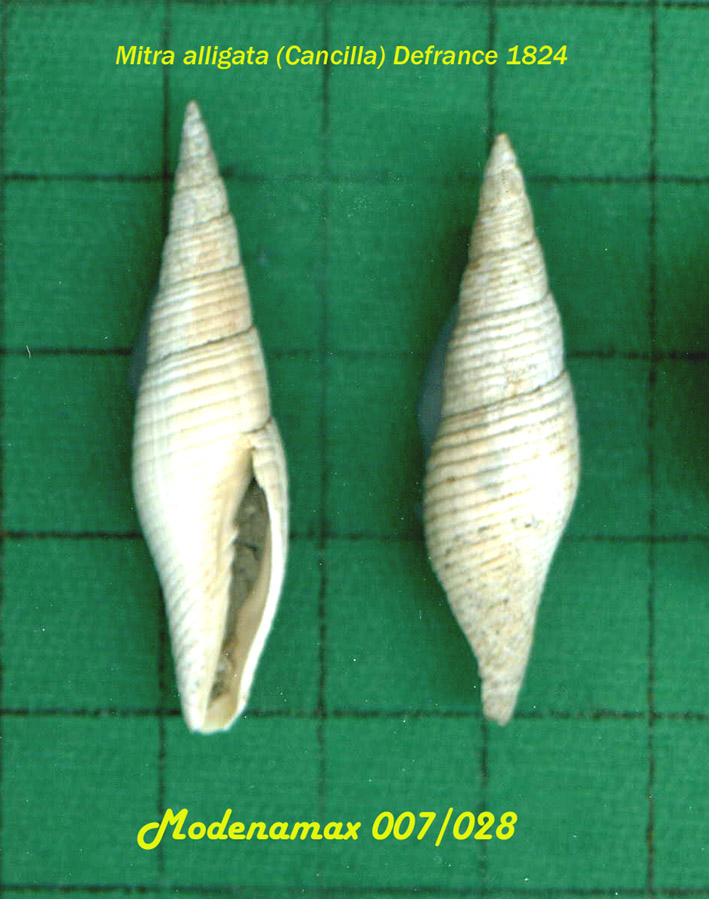 Mitra alligata (Cancilla)?